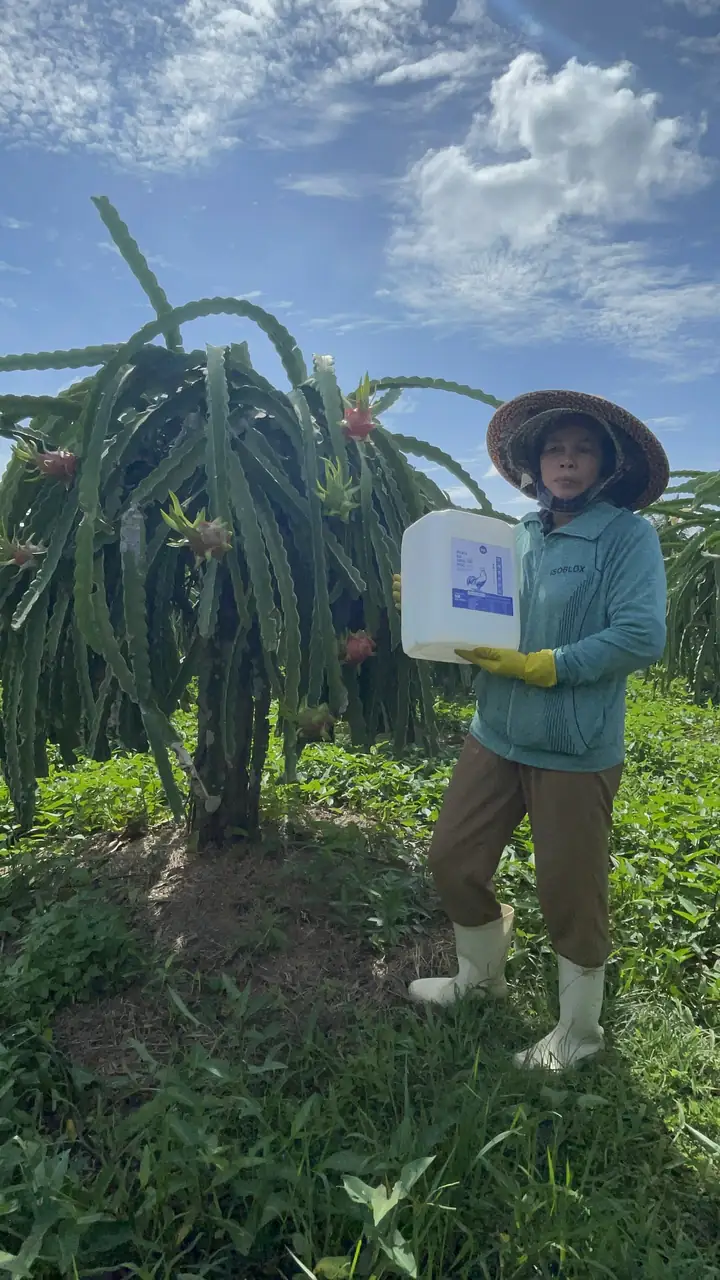 Sản phẩm IIKO tại vườn thanh long thực tế